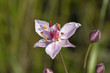 Blüte der Schwanenblume (Butomus umbellatus) - flowering rush