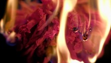 Slowmotion - Red Dried Flower Burns On A Black Background