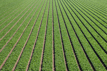 Overhead View Of Rows Of Green Lettuce Forming An Abstract Pattern Of Lines Moving Towards Perspective Into The Distance In The Salinas Valley Of California