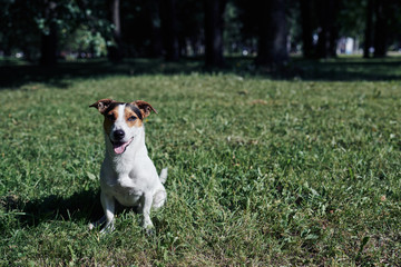 Wall Mural - Pretty little dog breathing heavily and looking away while sitting on grass in green park on sunny day