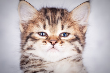 Close up portrait of a little tabby kitten