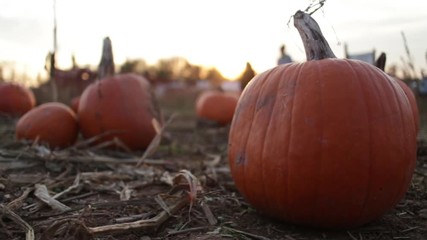 pumpkin in a patch as the sun sets