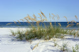 Fototapeta  - Ripe Sea Oats grace Pensacola, Florida's dazzling white beaches on the Gulf of Mexico each summer.