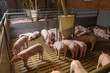 Schweinemast - AGRARMOTIVE Bilder aus der Landwirtschaft
