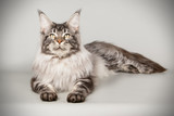 Fototapeta Koty - Maine Coon red cat on colored backgrounds