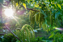 Sunshine Illuminated Male Flowers Of Pecan Nut