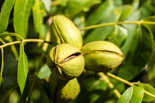 Cluster Of Pecan Nuts In Husk On Tree