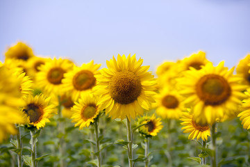 Canvas Print -  landscape with sunflower