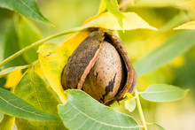 Pecan Nut In Tree Among Yellow And Green Leaves