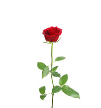 Red Long Stem Rose On White Background