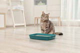 Fototapeta Koty - Adorable grey cat near litter box indoors. Pet care