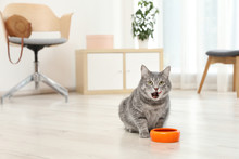 Adorable Cat Near Bowl Of Food Indoors. Pet Care