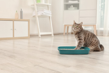 Adorable grey cat near litter box indoors. Pet care