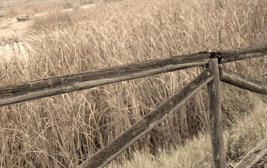 Field photo detail