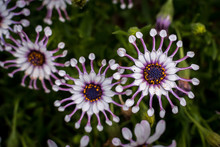 African Daisy Close-up From Above
