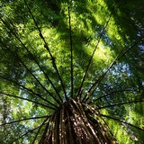 Fototapeta Na ścianę - tree fern canopy in dappled forest sunshine