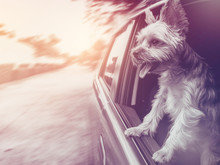 A Happy  Yorkshire Terrier Dog Is Hanging Is Tongue Out Of His Mouth And Ears Blowing In The Wind As He Sticks His Head Out A Moving And Driving Car Window.