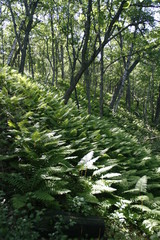 ferns 2