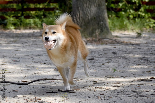 柴犬 走る ボール遊び Stock 写真 Adobe Stock