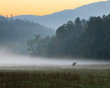 © Jo - Sunrise over misty meadow with male bull elk grazing.CR2