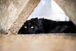 Black Cat with Yellow Eyes