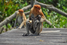 Proboscis Monkey On Borneo