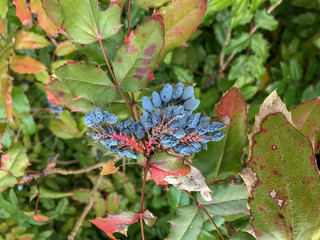 Wall Mural - Purple berries hanging at the mahonia plant in a park