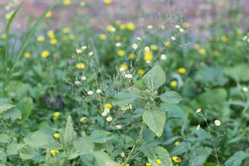 the background of the green summer grass