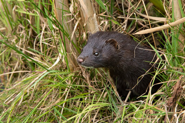 Poster - An american mink peering out of grass. It is partly concealed by the undergrowth and is looking alert facing to the left. There is copy space around the animal