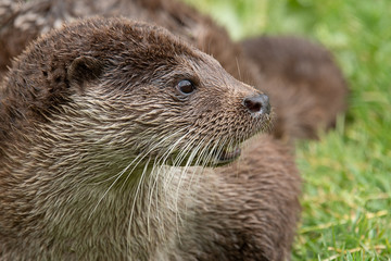 Poster - A close up side profile portrait of an otter. The animal is facing to the right. The portrait shows the head with detailed whiskers
