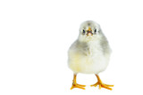Fototapeta Zwierzęta - Tiny gray chicken