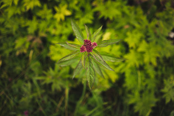 Wall Mural - Plant close up isolated in forrest