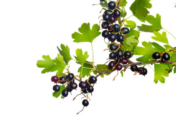 Wall Mural - Berries black currant with green leaf. Fresh fruit, isolated on white background.