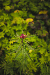 Wall Mural - Plant close up isolated in forrest