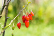 Goji berry, or wolfberry. Ripe berries on the branch. Anti aging fruit. Closeup.  Lycium barbarum or Lycium chinense.