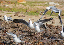 Squabbling Seagulls