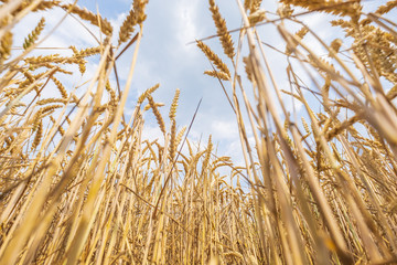 a field full of ripe wheat stands in full sun and waits for the harvest