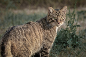 Aufkleber - A close up photograph of a Scottish wildcat with its head turned looking backwards. It is staring into the distance and although normally fierce it looks very tame.