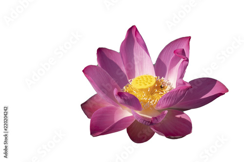 Fotografía Fresh pink lotus petal flower isolated on white background