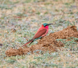 Southern Carmine Bee-eater