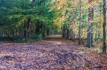 Canvas Print - forest on autumn day