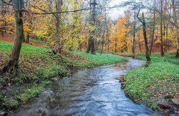 Canvas Print - creek in the autumn forest