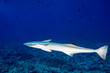 Remora suckerfish in blue ocean of polynesia