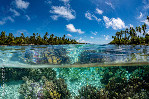 Fotografía snorkeling in french polynesia down under world