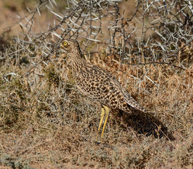 Wall Mural - Spotted Thick-knee