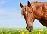 Fototapeta Konie - Brown horse head isolated on the meadow with flowers