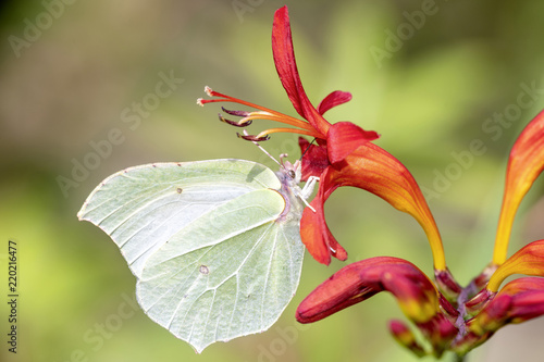 Zitronenfalter Gonepteryx Rhamni Common Brimstone Butterfly