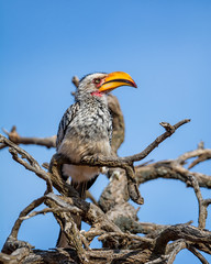 Poster - Yellow-billed Hornbill