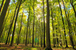 Las liściasty polska pomorze drzewa