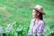 Cheerful female farmer and entrepreneur posing in the corn crop and smiling at camera, agriculture and cultivation concept